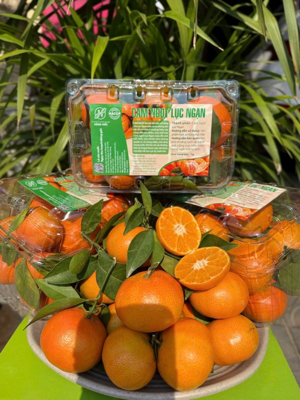 Cam ngọt Lục Ngạn - Hợp Tác Xã Dịch Vụ Nông Nghiệp Hằng Hiếu